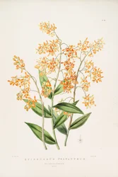 Ilustración de Epidendrum polyanthum